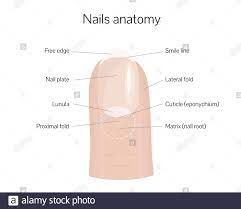 cuticles anatomy