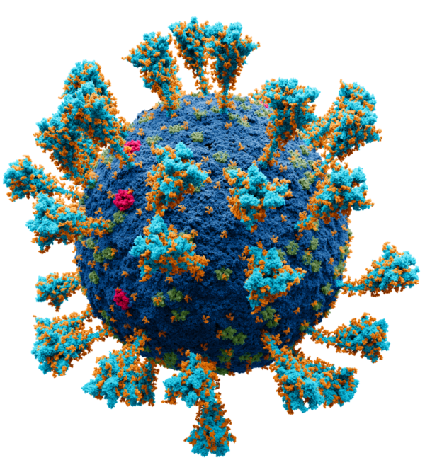 https://commons.wikimedia.org/wiki/File:Coronavirus._SARS-CoV-2.png