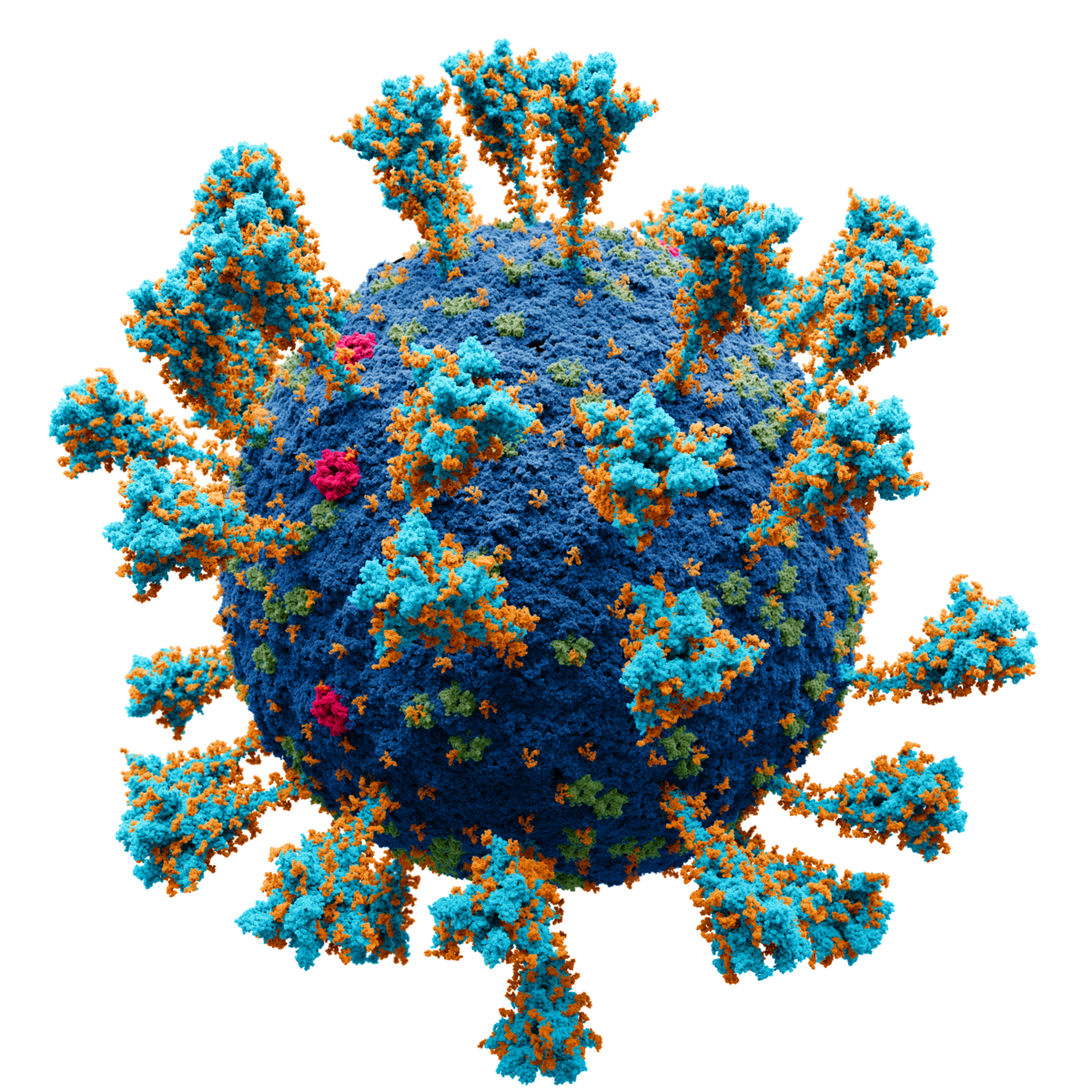 https://commons.wikimedia.org/wiki/File:Coronavirus._SARS-CoV-2.png